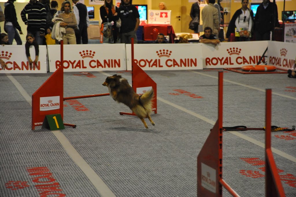 Corsa canina- fiera del cavallo -Rho-Milano by cristina.ciutan