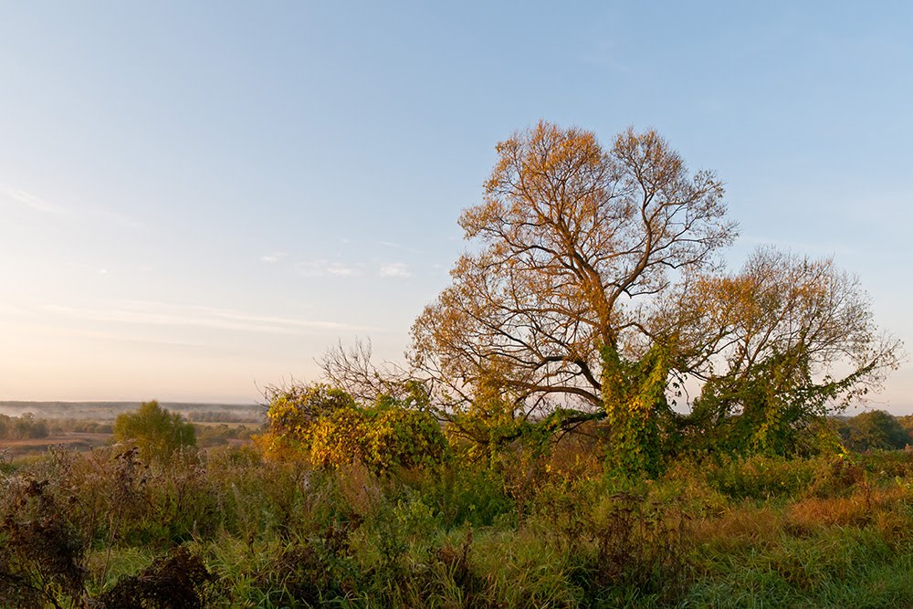 Осеннее дерево с хмелем. Autumn tree with hop. by Alexander Kuguchin