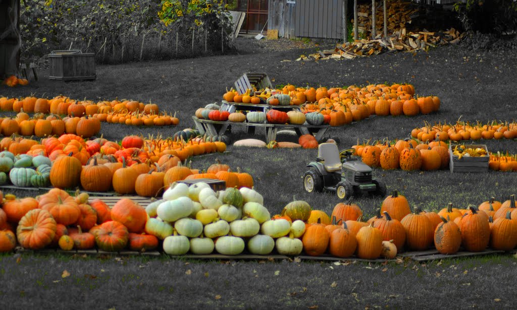 Pumpkins! by VKeith