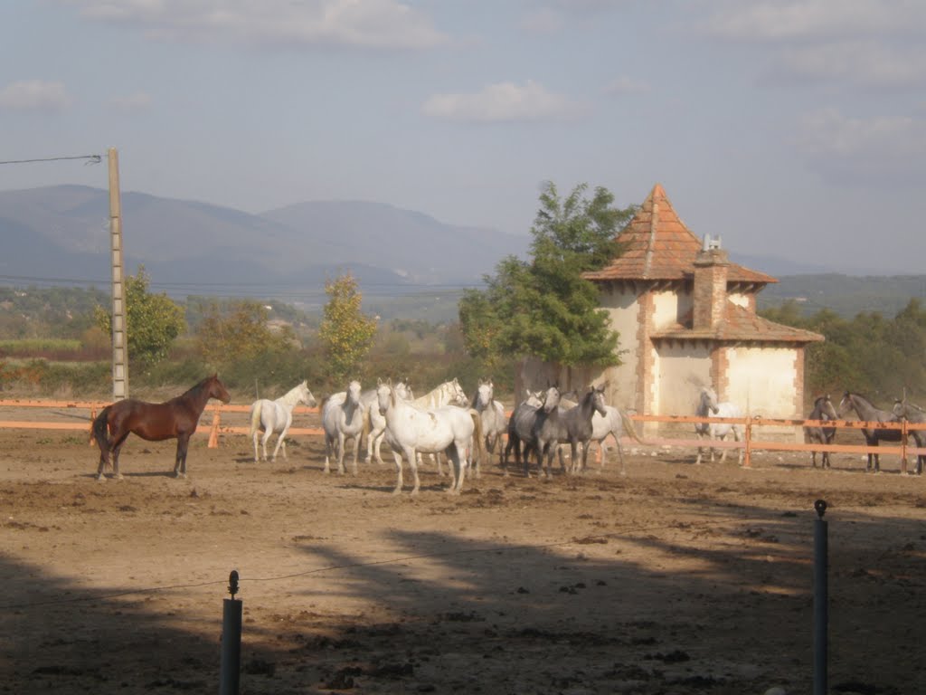 Chevaux by CHARBELA c