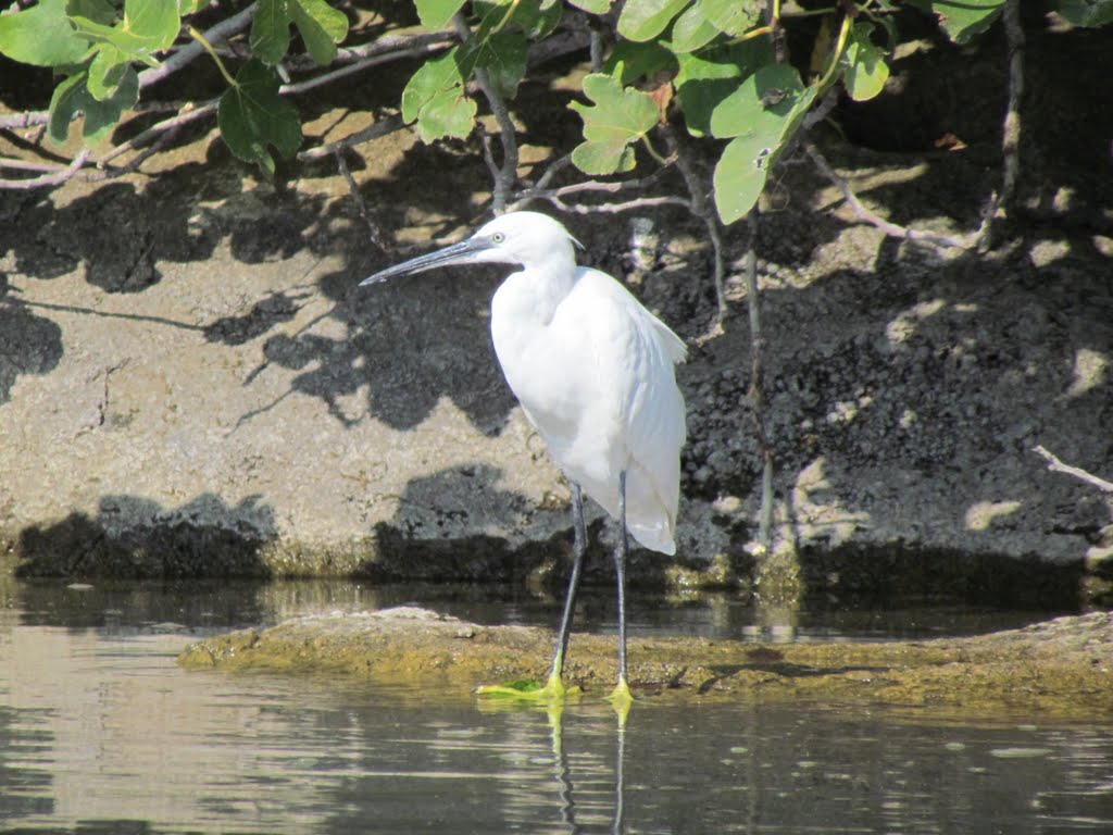 Garzetta all'isola Martana (Egretta garzetta) by Troscia Andrea