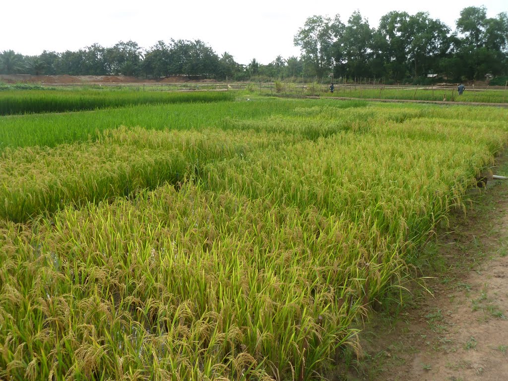 Experimental rice field at the Africa Rice Center by Africa Rice Center