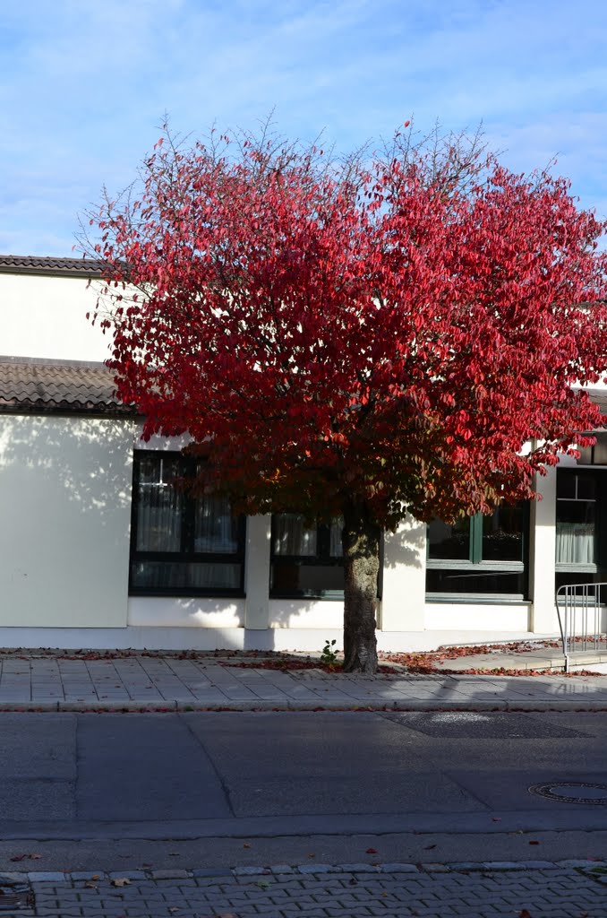 Herbst in der Sportallee, Gersthofen, Oktober 2011 by PETEGE