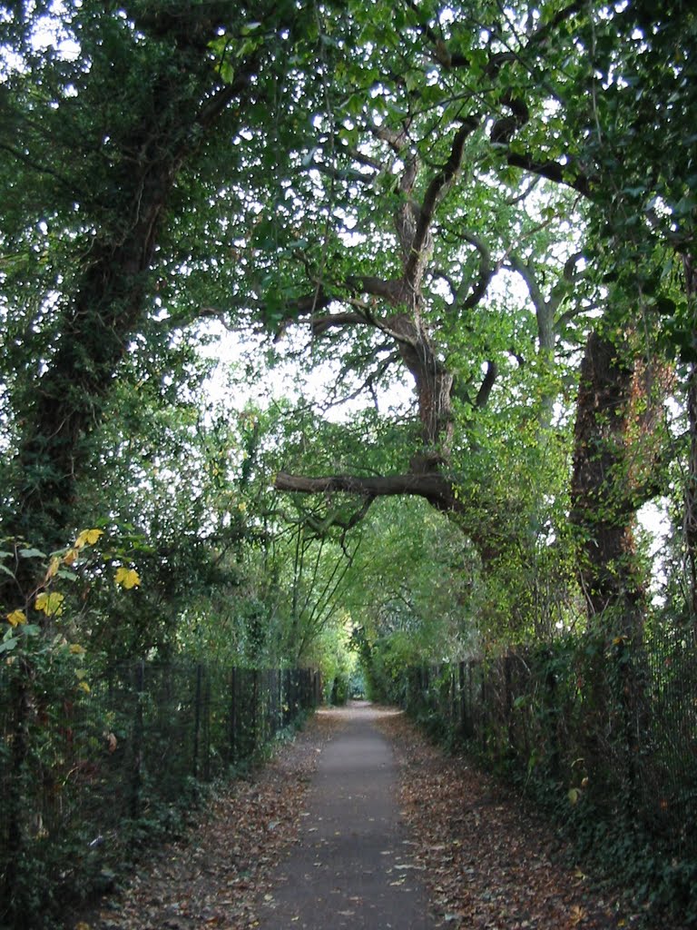 Footpath in Autumn by Shimmerxxx