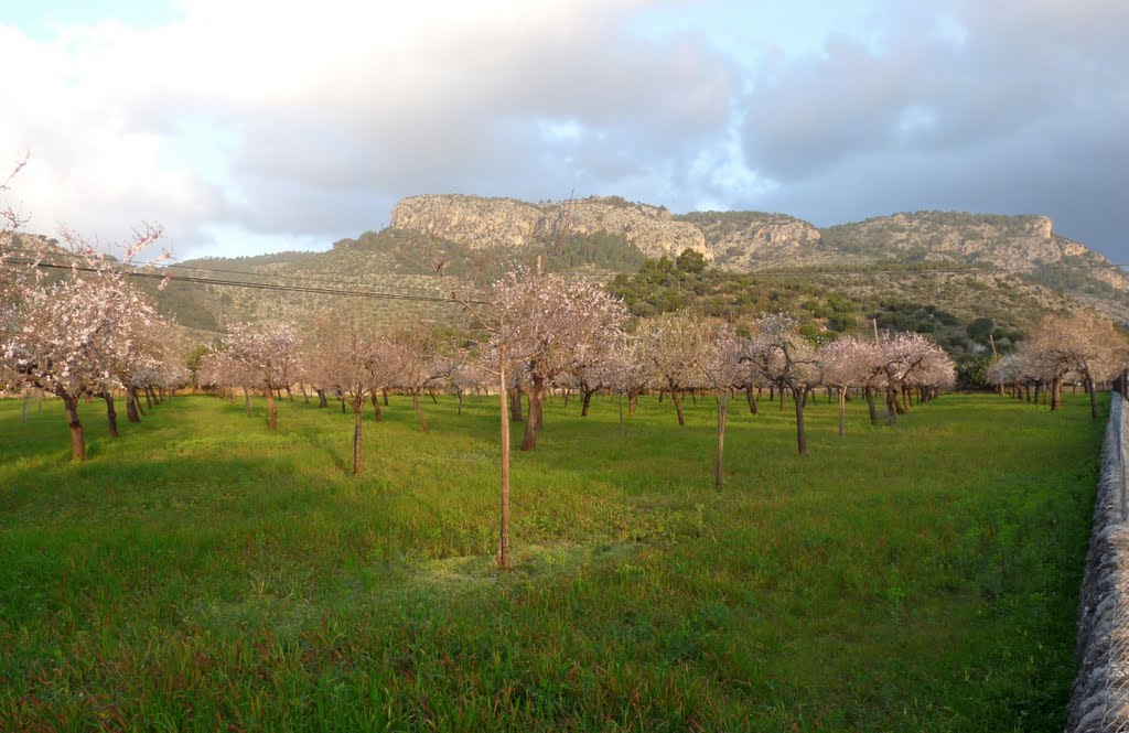 Flowering Almond Tree in Mallorca by gabachat