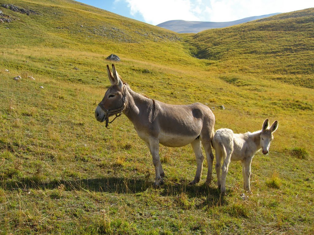 L'asinello e la mamma al pascolo by Andrea Gervasoni and…