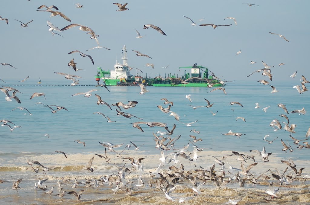 Die "Artevelde" und Möwen - The "Artevelde" and Sea-gulls by Lecleire Jacques