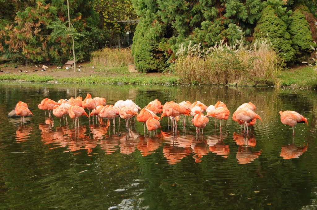 Zoo Heidelberg by Willi Günter Glietsc…