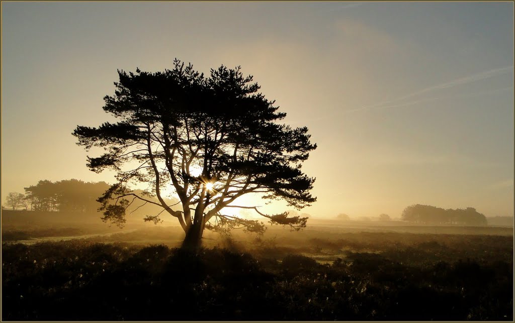 Golden Morning for my Favorite Tree.. by Chris10 ©