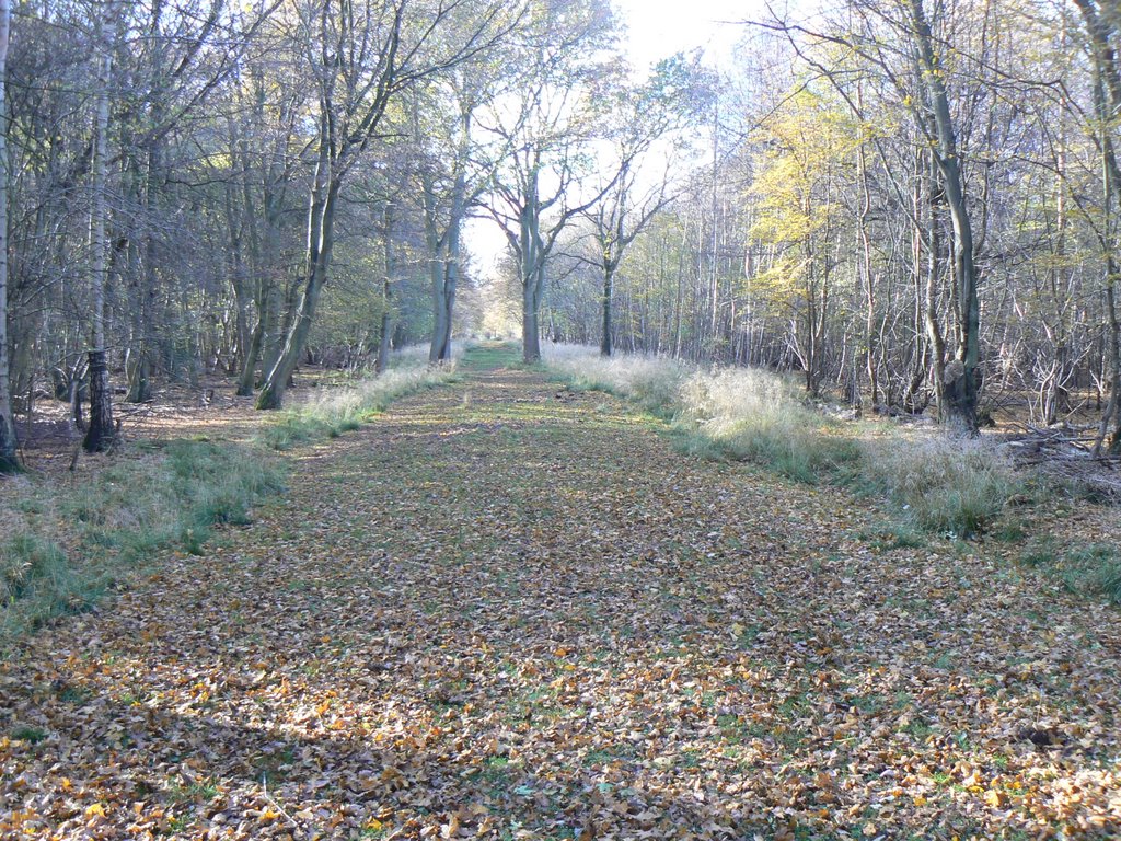 Hatfield Forest by phil hassler