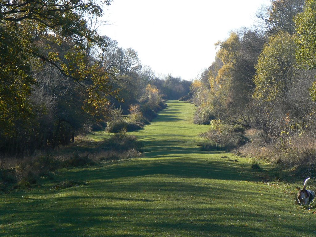 Hatfield Forest by phil hassler