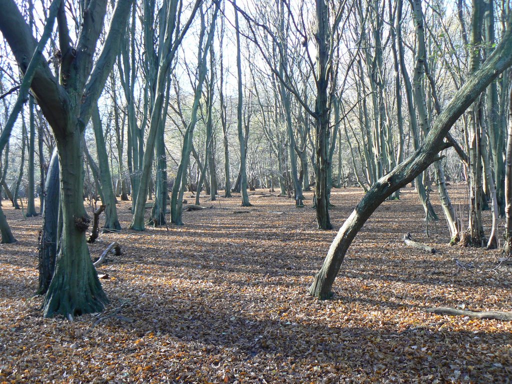 Hatfield Forest by phil hassler