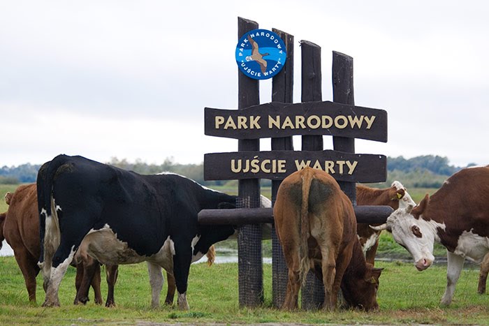 Park Narodowy "Ujście Warty" by Joanna Czyżowicz