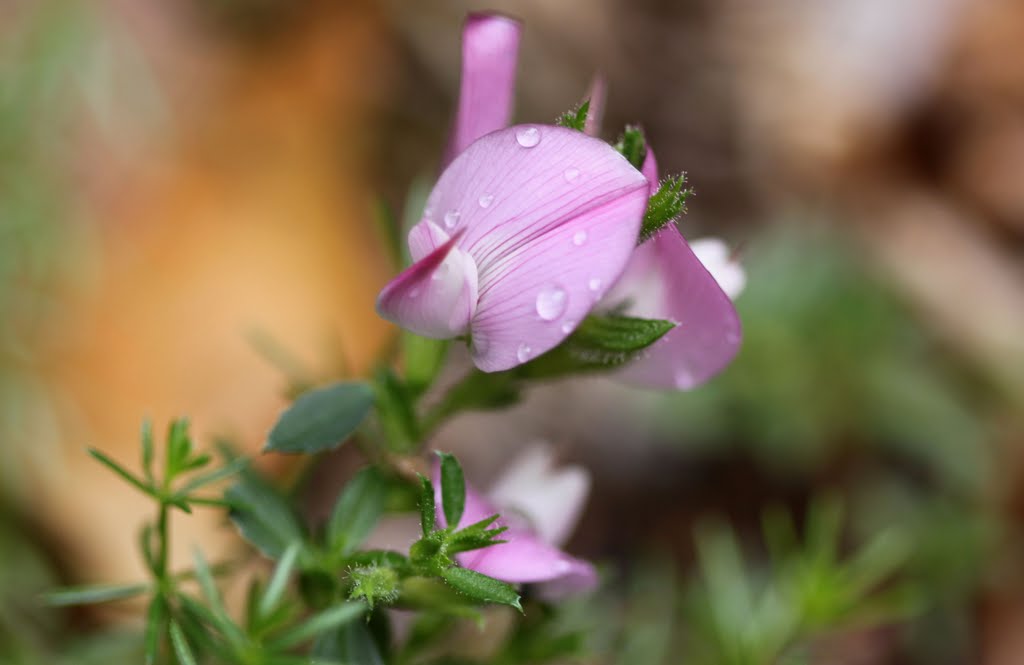 Wildflower with waterdrops by Hans Peters