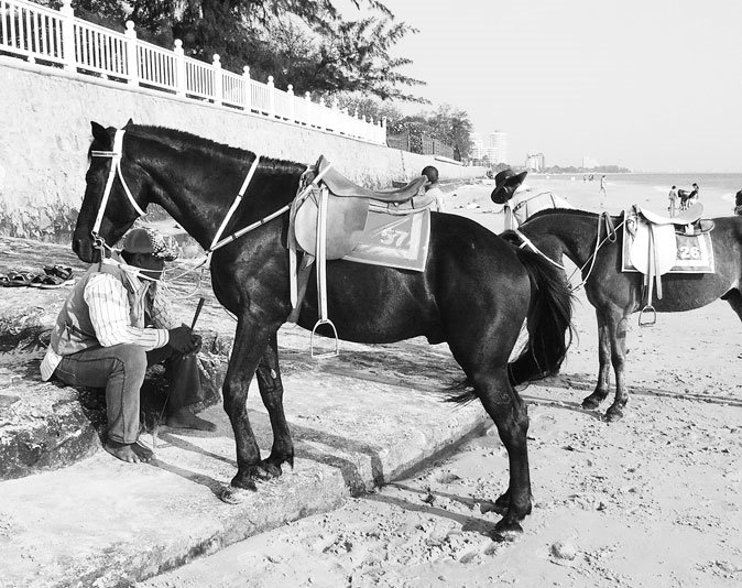 Horse on the beach by nippaan