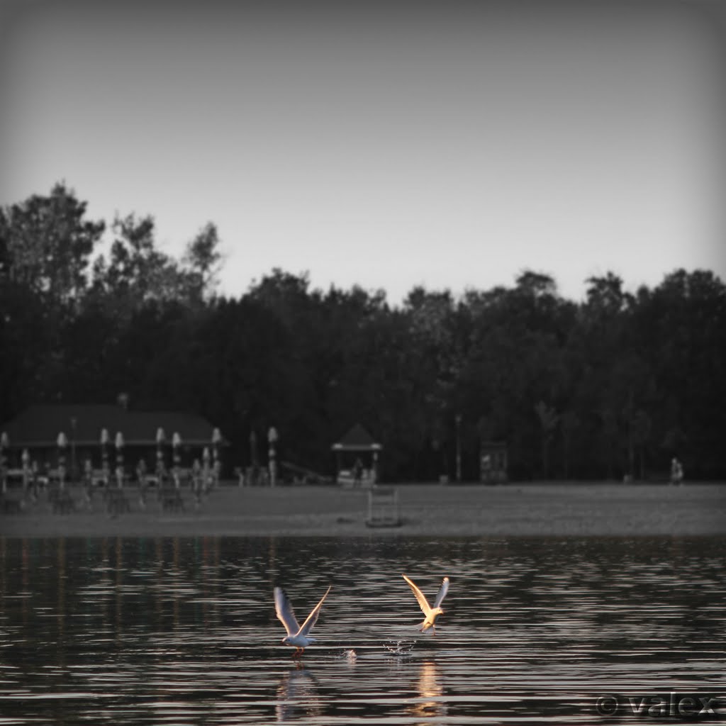 Lakegulls by valex011