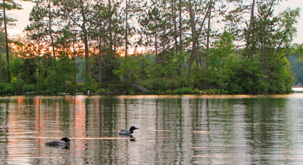 Loon Pair by idahodon