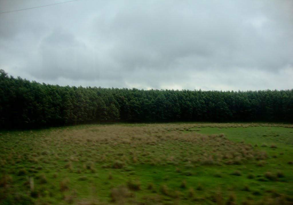 Campo em Triunfo, Rio Grande do Sul by Sérgio Kucera