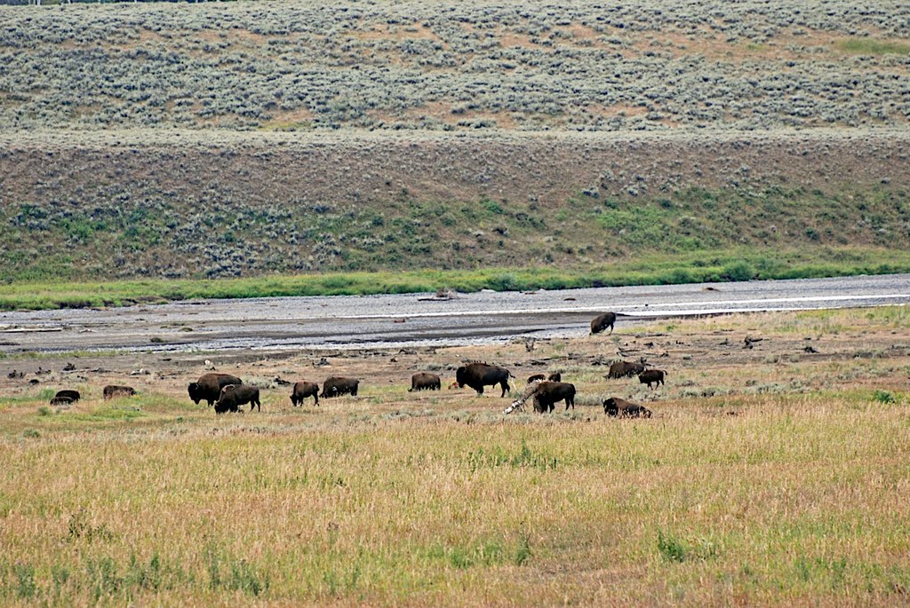 Bisons im Lamar Valley by Heidy R. Hort