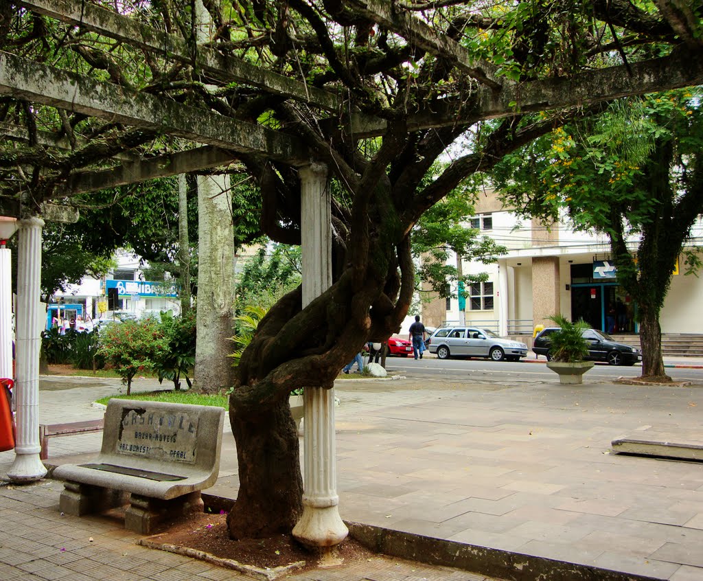 "Árvore antiga", Praça pública em Canoas, Rio Grande do Sul, Brasil by Sérgio Kucera