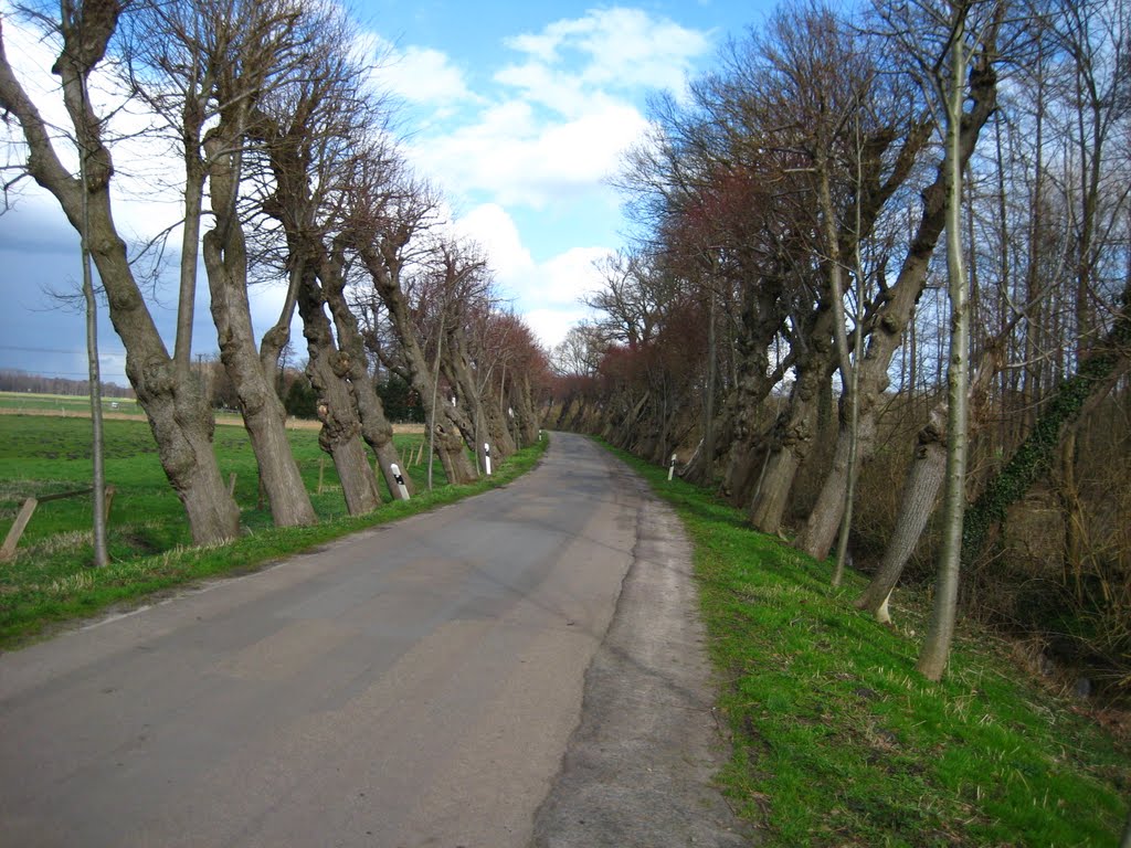 Doppelseitige Neigung einer Allee in Kalkriese by Achim 38