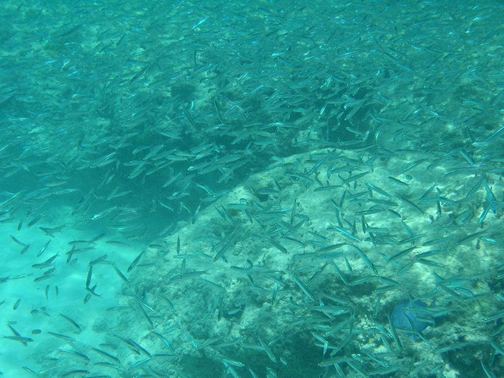 Snorkelling @ barnes bay by vanes73