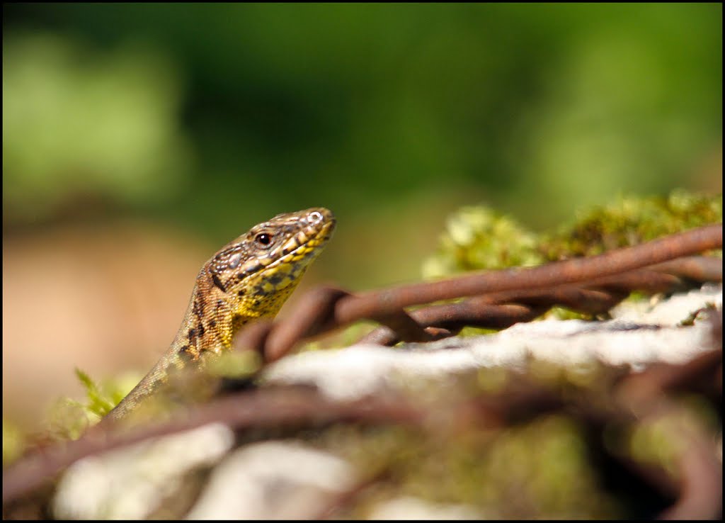 Lézard 1 - LBo by Laurent BOUCHARD