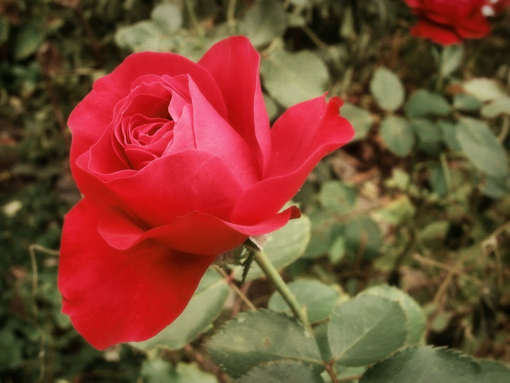 Rudá růže (red rose) by Hana Koudelková