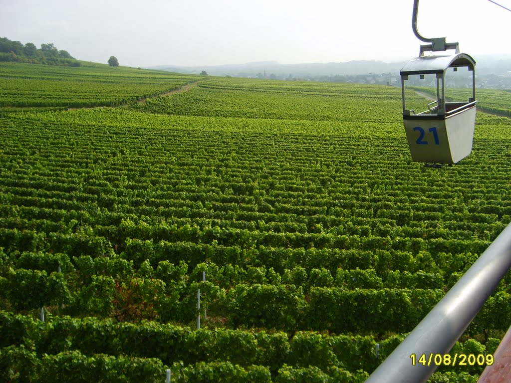 Blick über die Weinberge bei Rüdesheim by G.Koch, Wiesbaden