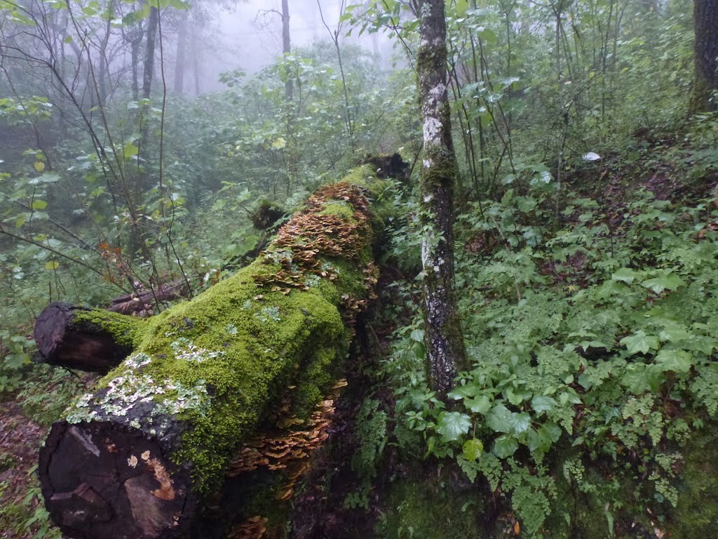 Sotobosque cubierto de líquenes y musgo by helicongus