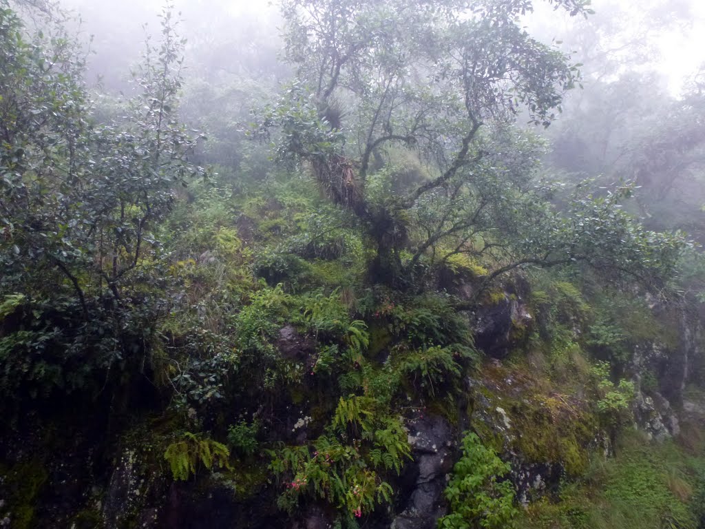 Bosque húmedo en el Parque Nacional de El Chico by helicongus