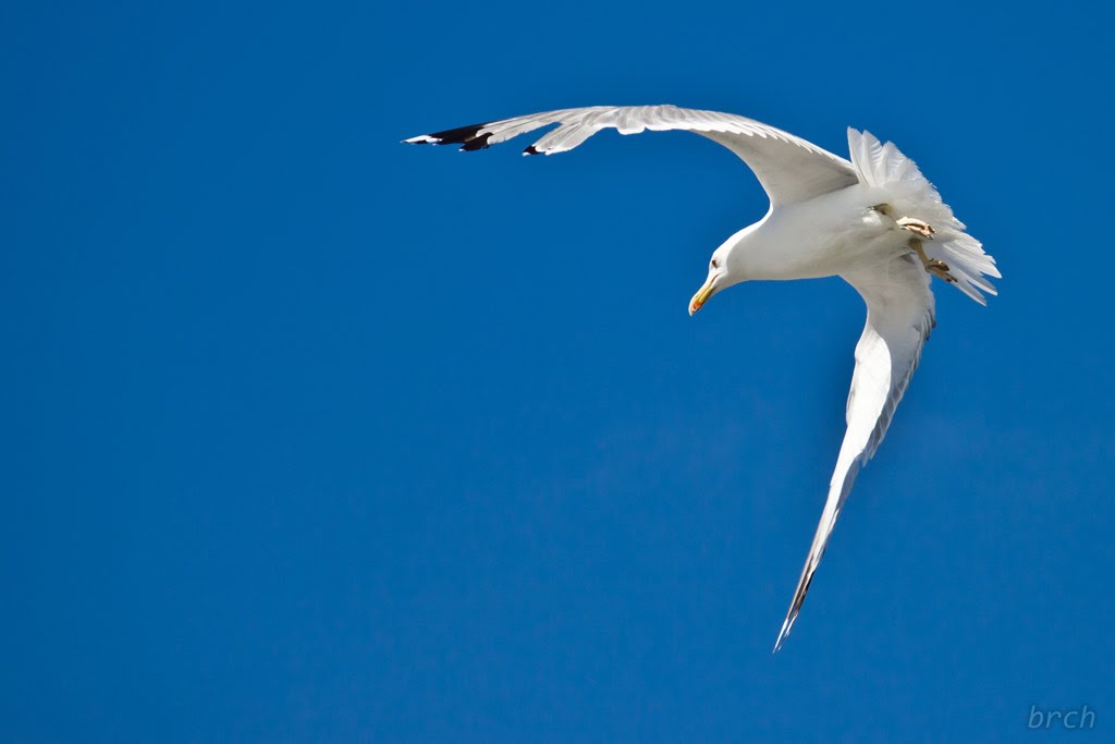 Sea gull by xbrchx