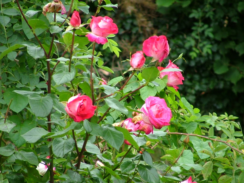 Rose Garden, Ennis, County Clare. by fire.house