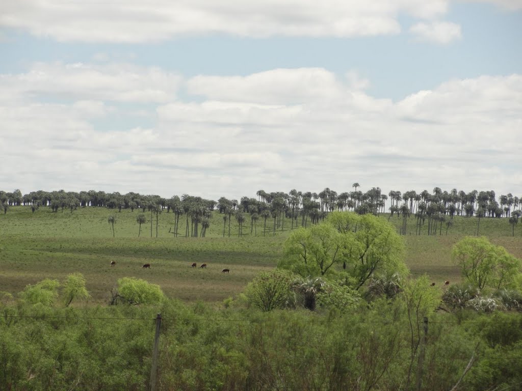 Palmares en Guaviyú by ivelbero