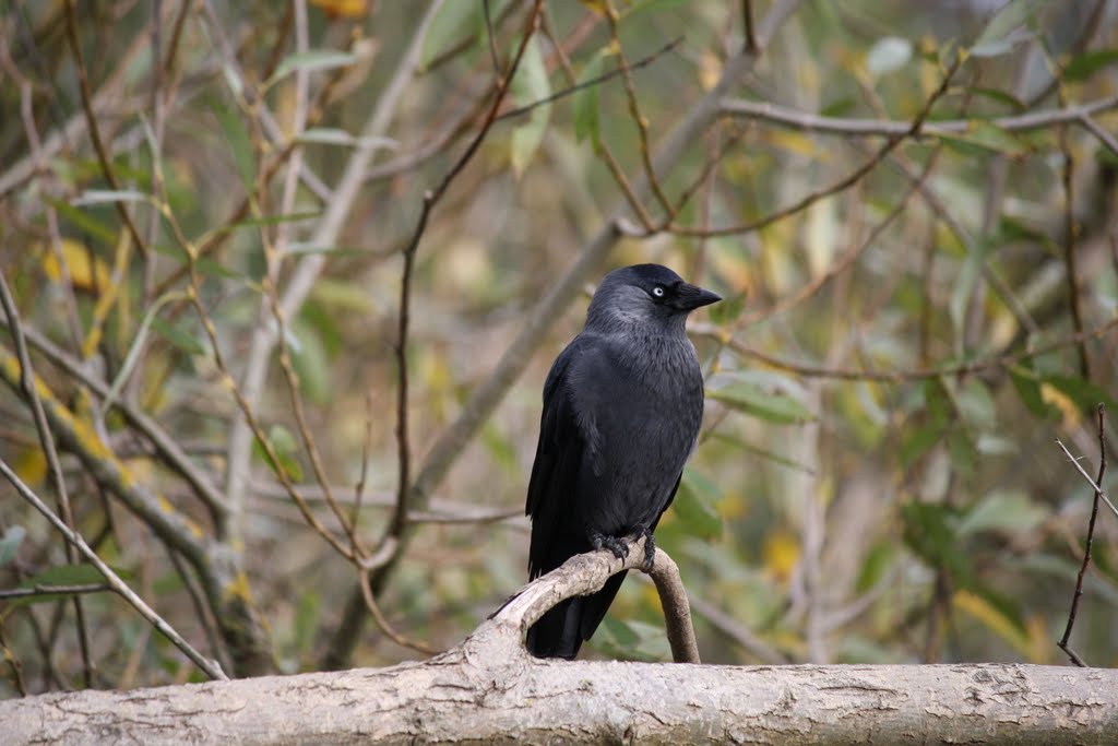 Crow by Noel Fagan