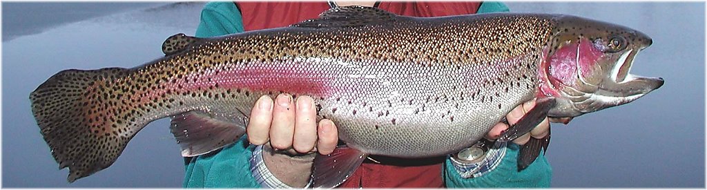 Regenbogenforelle aus dem Ternscher See, 5,6 kg by Heinz Dieter Müller