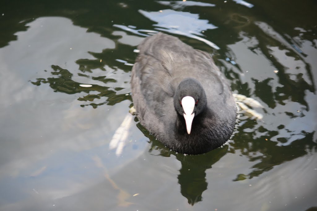 Water hen by Noel Fagan