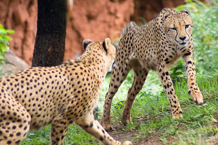 Honolulu Zoo 15 by Pictographer