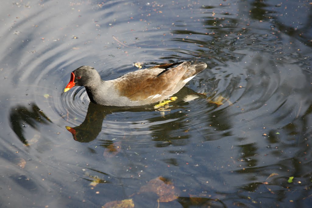 Phoenix Park, Dublin, Ireland by Noel Fagan