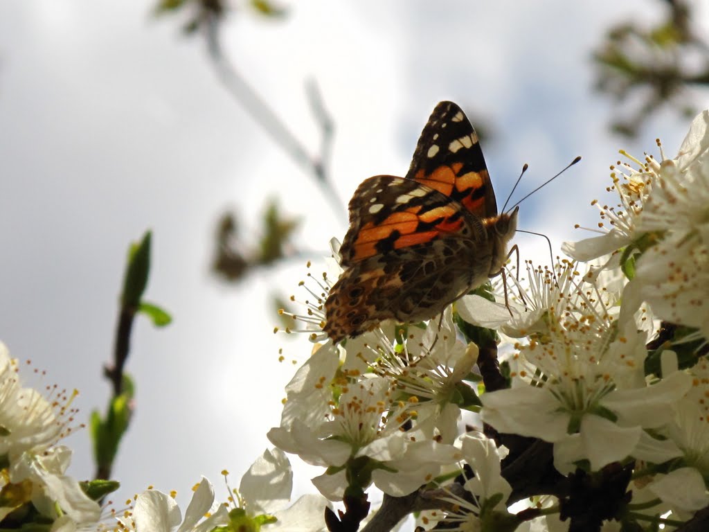 Butterfly-Mashhad-Iran by el -ham