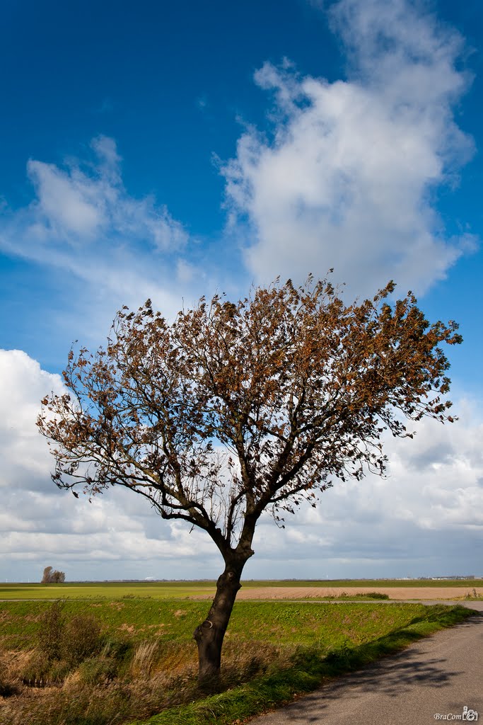 Solitaire Autumn Tree by © BraCom (Bram)