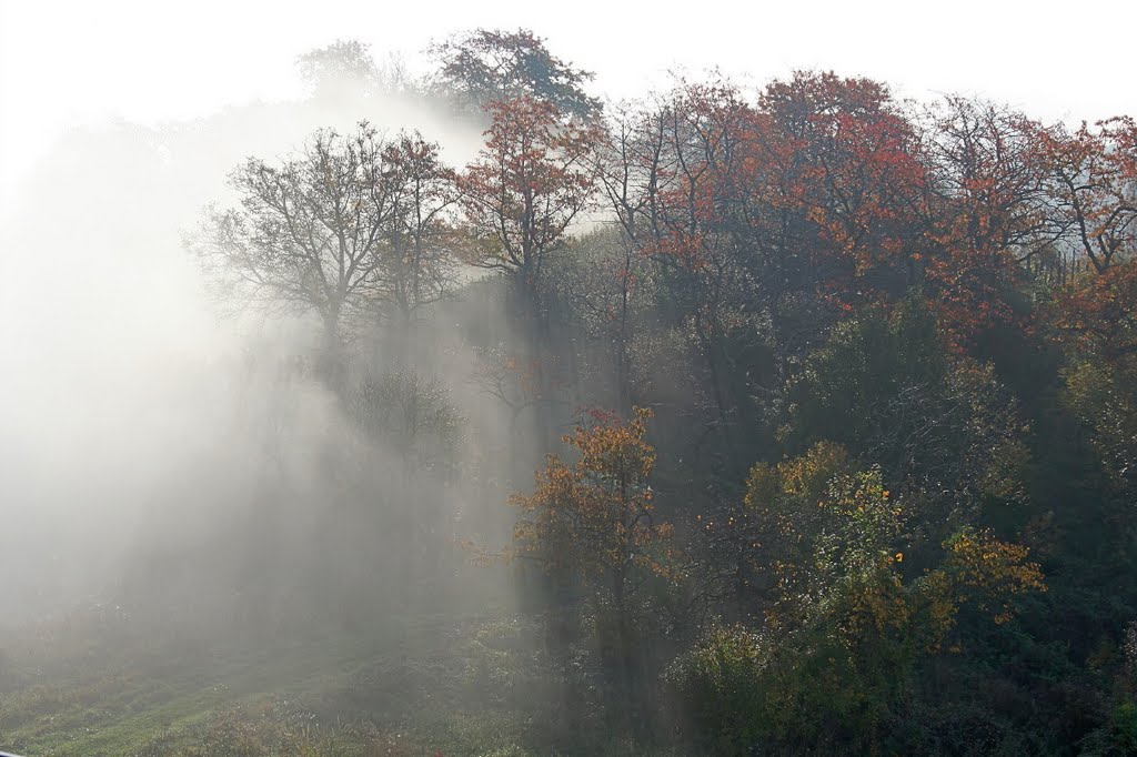 Pirovec gornji by gripsi