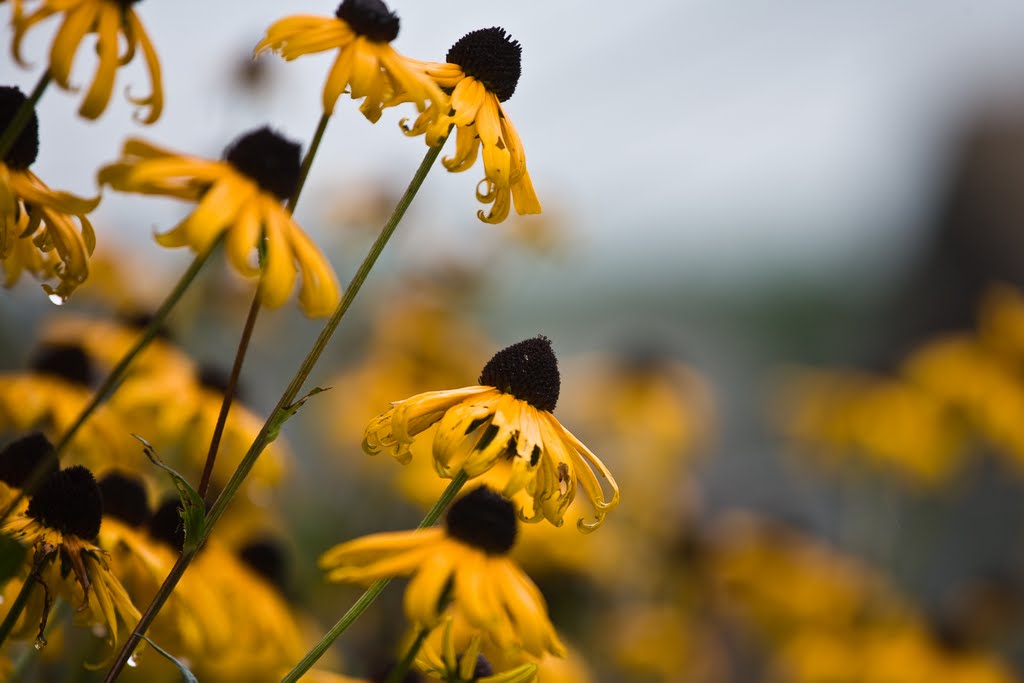 Spring rain by jody pallante