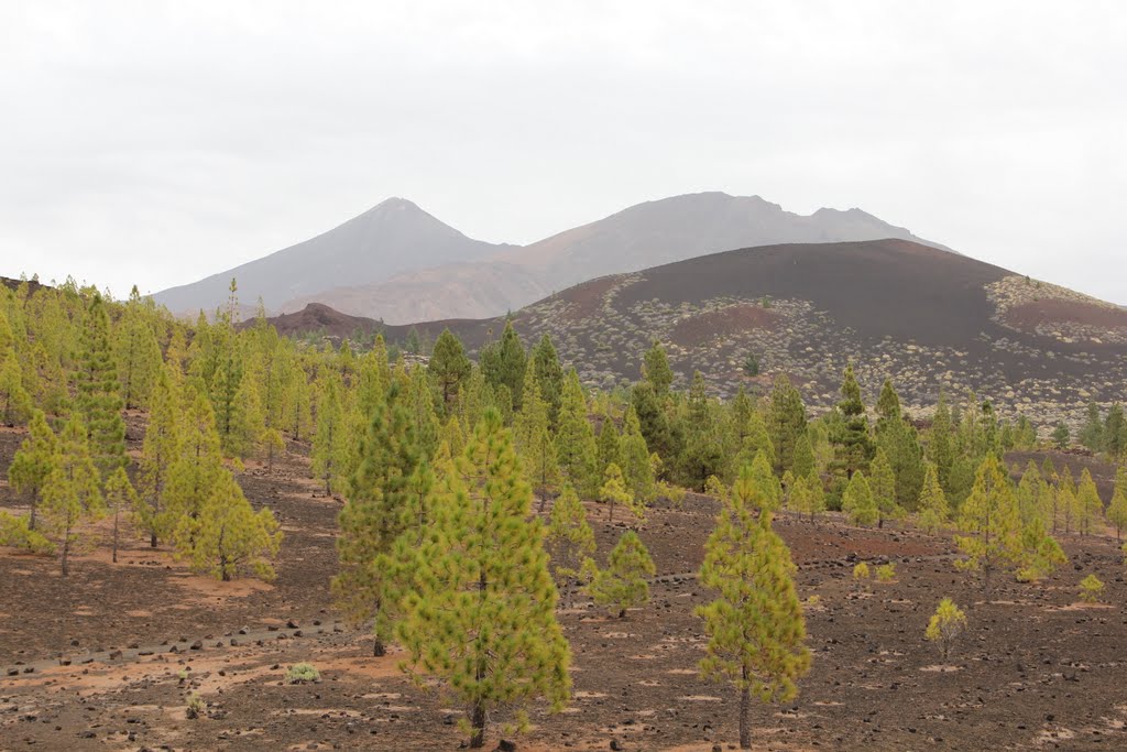 National park Teide,Tenerife by Milan Hlaváč