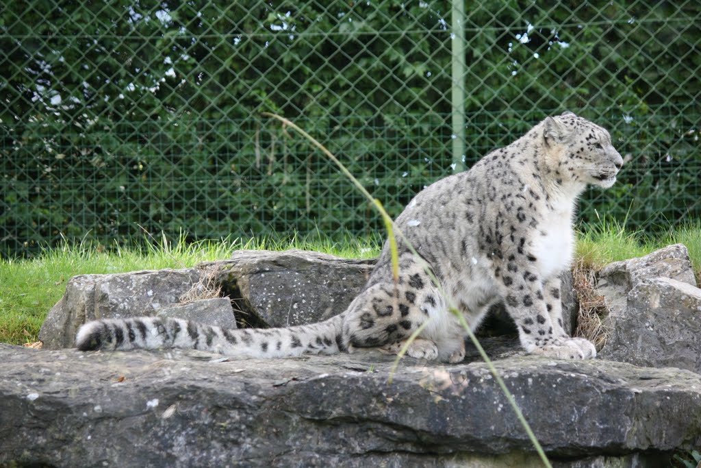 Snow leopard by Noel Fagan