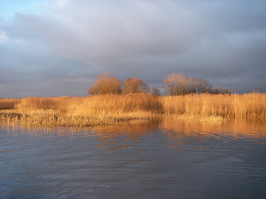 Gedde hot-spot i novemberlys by Henrik Leth