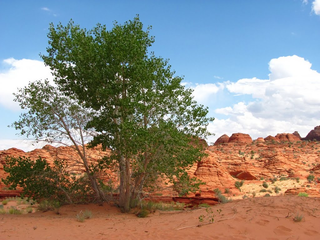 A cottonwood near the wave by natureguy42