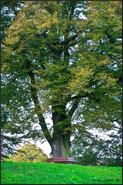 {©RH 20Oktober2011} Alte Linde "Tilia cordata" ca. 200 Jahre alt, Stammumfang ca. 4,5m 02 by Reinhard H