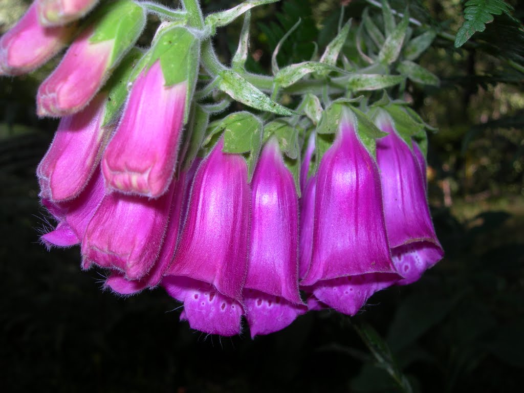 Digitalis purpurea - Dedales by Chema Sanco