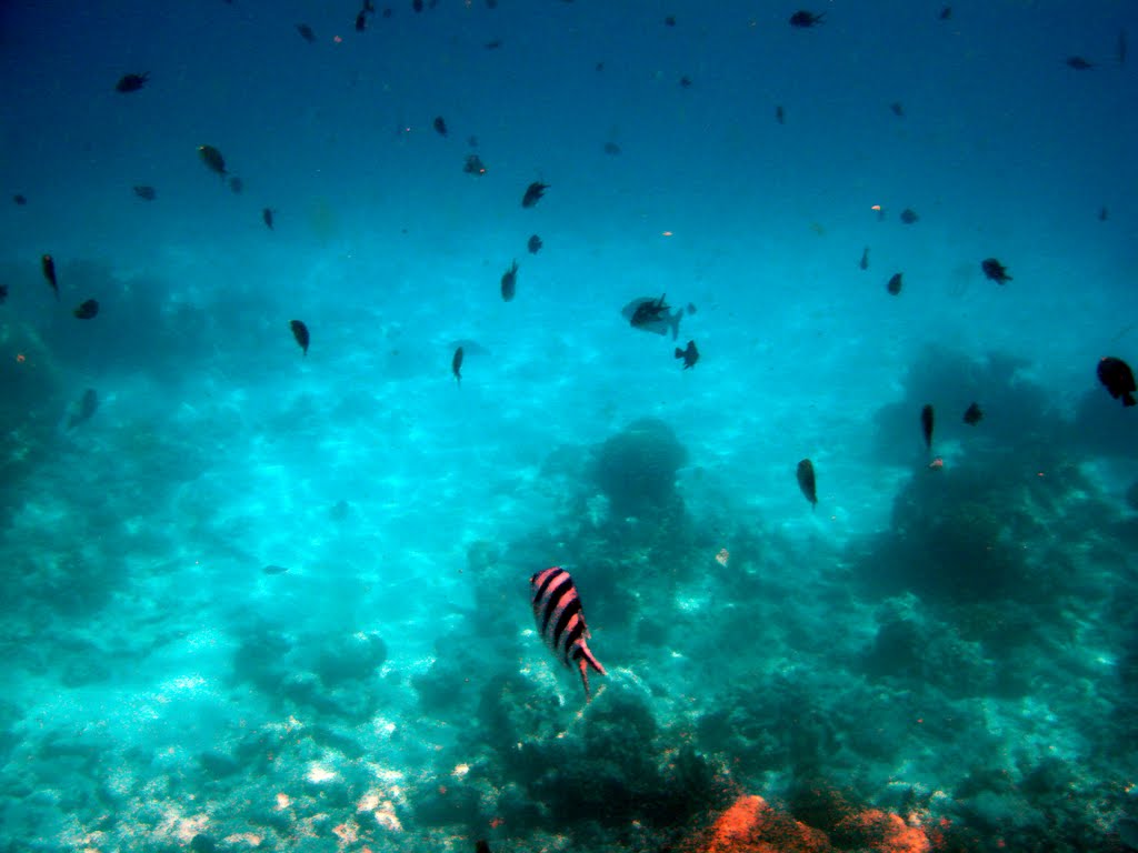 Snorkelling at Mnemba Island, Zanzibar by Deon Joubert